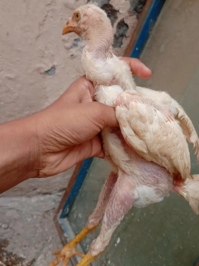 Aseel hera and miyawali hen — photo 8