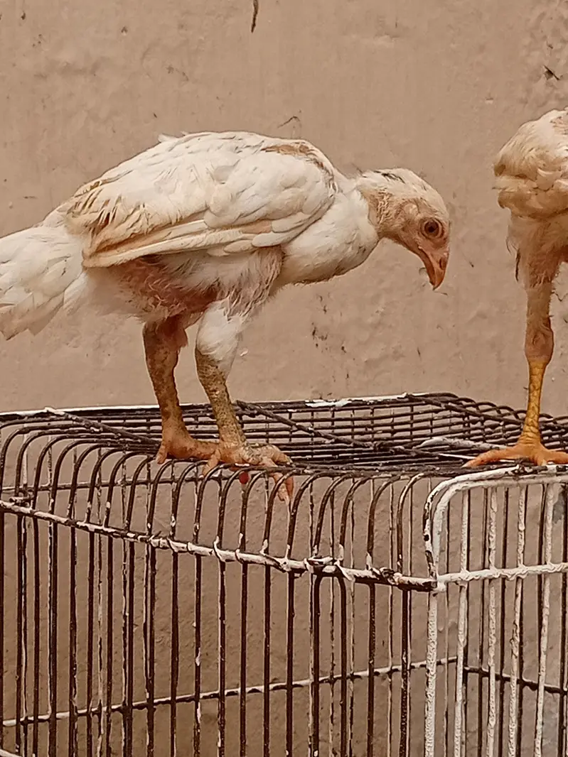 Aseel hera and miyawali hen — photo 10