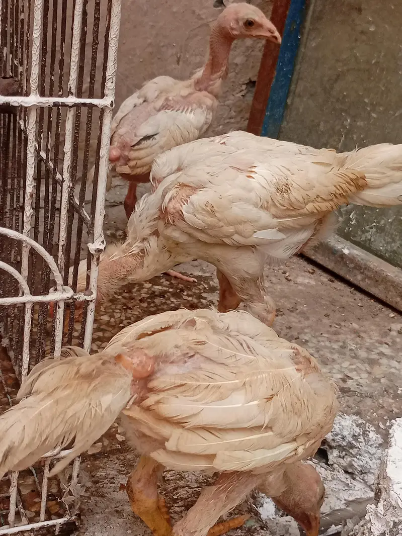Aseel hera and miyawali hen — photo 12