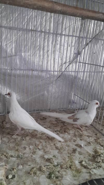 RED PIED DOVES LOOKING FOR NEW HOME