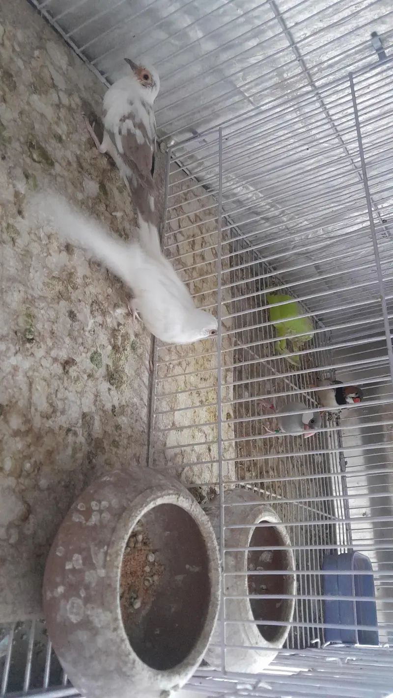 RED PIED DOVES LOOKING FOR NEW HOME — photo 2