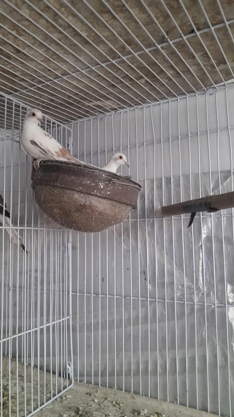 RED PIED DOVES LOOKING FOR NEW HOME — photo 3