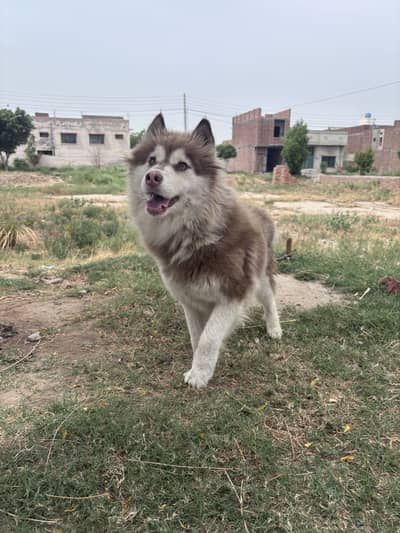 Siberian husky female
