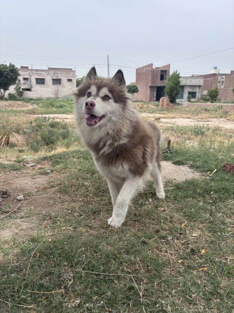 Siberian husky female