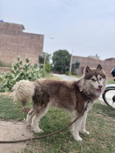 Siberian husky female