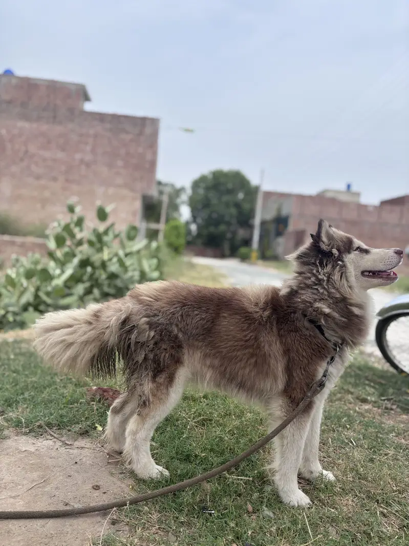 Siberian husky female — photo 3