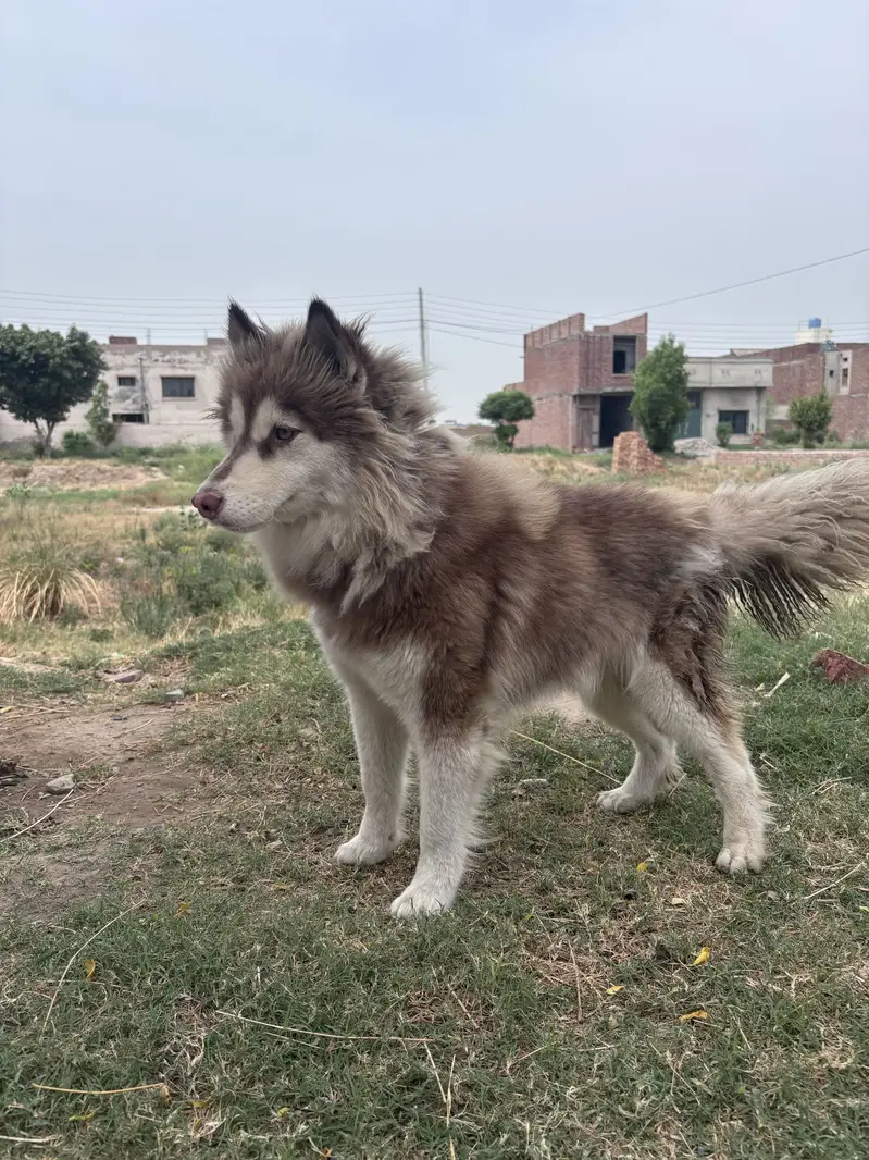 Siberian husky female — photo 4