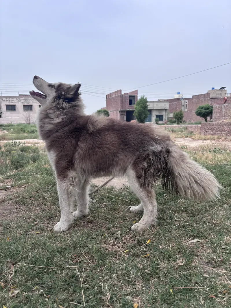 Siberian husky female — photo 5