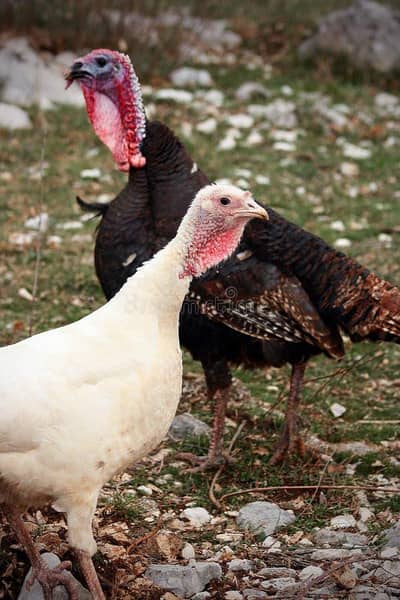 Female turkeys For Sale