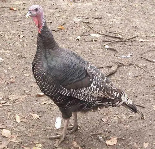 Female turkeys For Sale — photo 5
