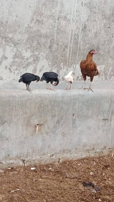 hen's for sale