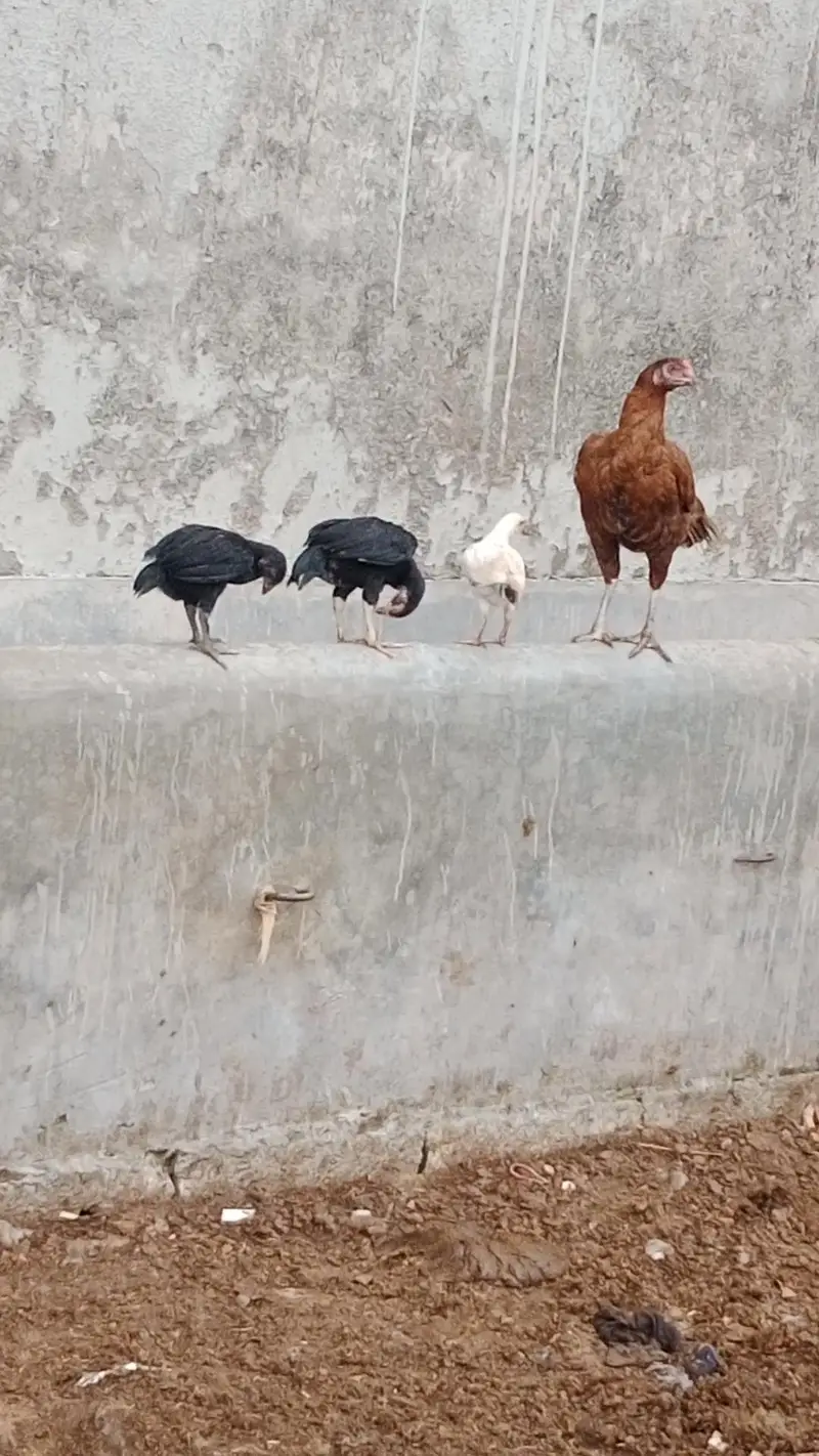 hen's for sale