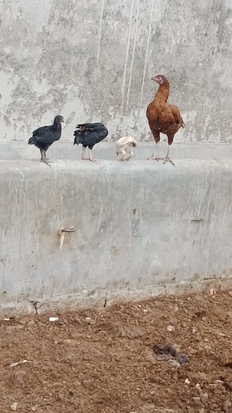 hen's for sale — photo 2