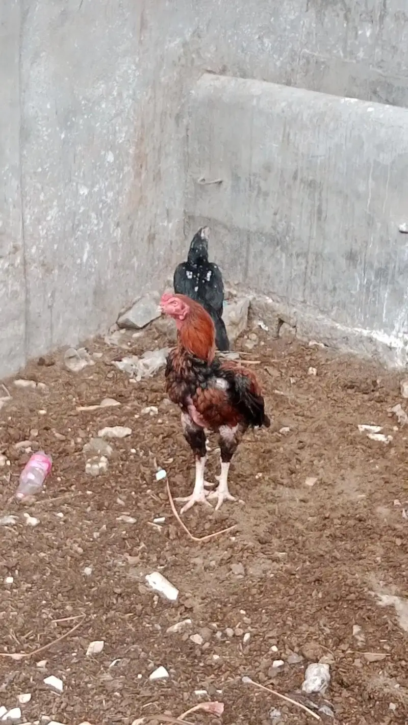 hen's for sale — photo 3