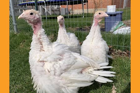 Female turkey bird for sale