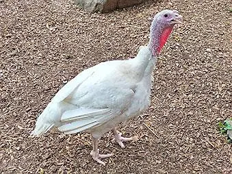Female turkey bird for sale — photo 3