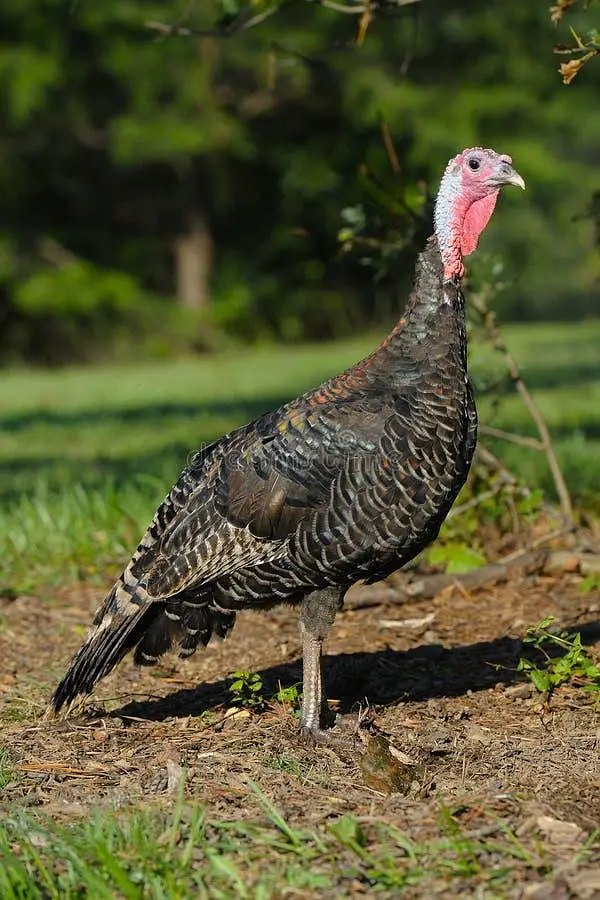 Female turkey bird for sale — photo 4