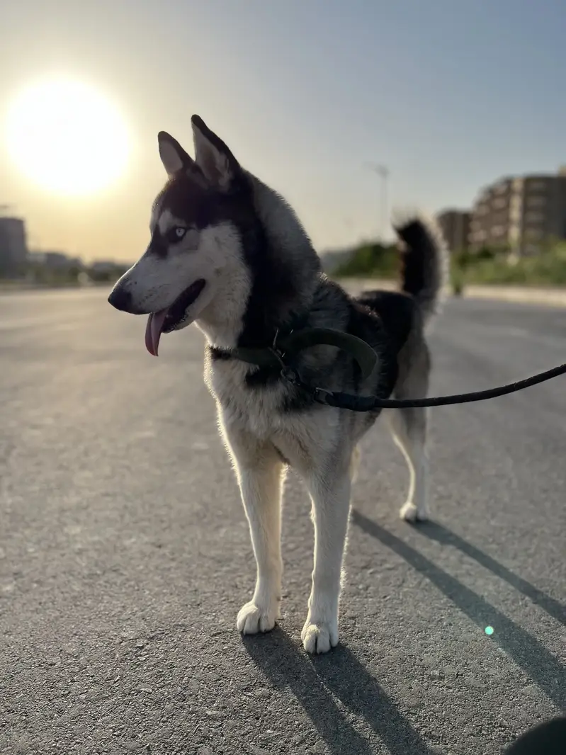 Pure Siberian Husky Female For Sale