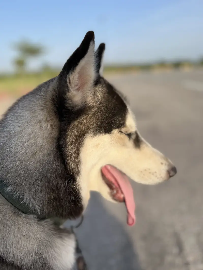 Pure Siberian Husky Female For Sale — photo 2