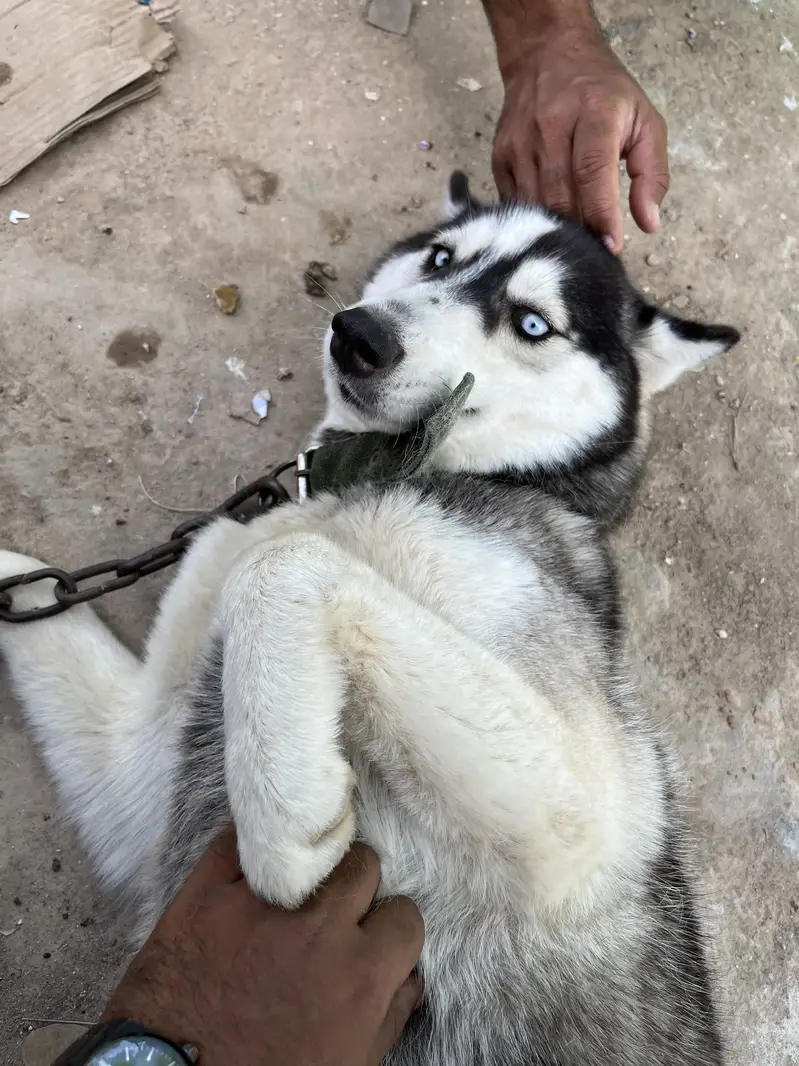 Pure Siberian Husky Female For Sale — photo 3