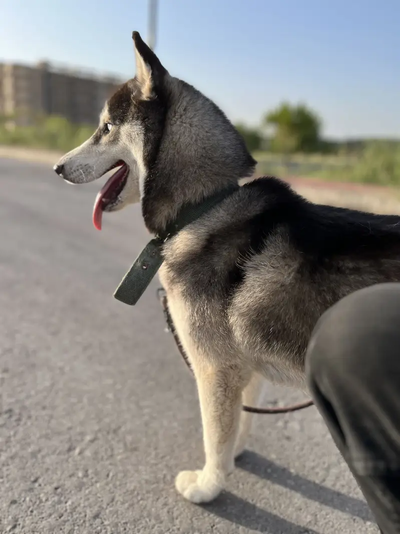 Pure Siberian Husky Female For Sale — photo 4