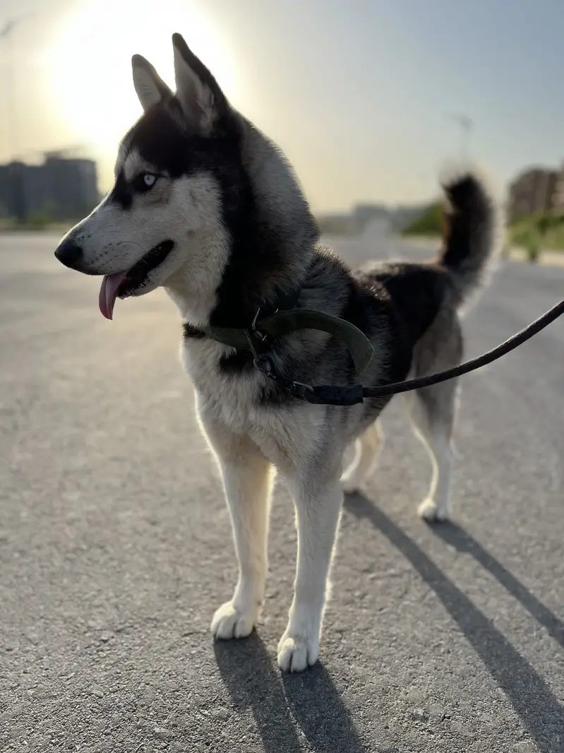 Pure Siberian Husky Female For Sale — photo 5