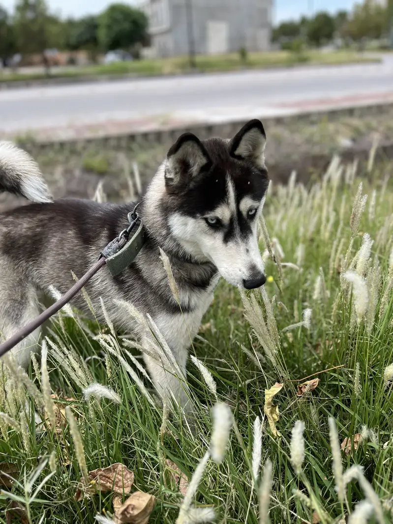 Pure Siberian Husky Female For Sale — photo 7