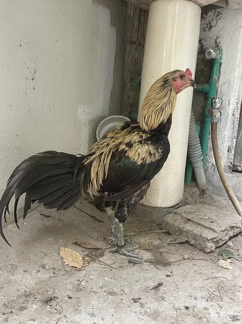 Burmi pkoya black kilun ma