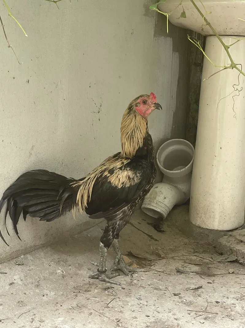 Burmi pkoya black kilun ma — photo 5