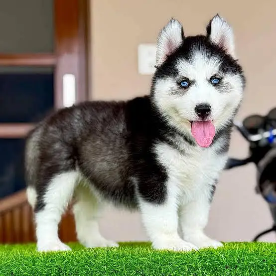 Gurman Shaft Dog My WhatsApp 03157241205 //°^¢¥¥€£§£π∆£€£ — photo 6
