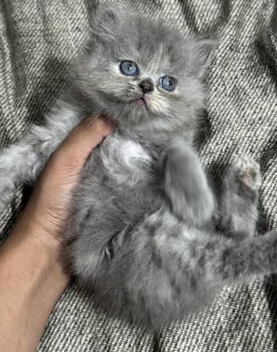 Persian Female Kittens for Sale – Lahore | Healthy & Playful