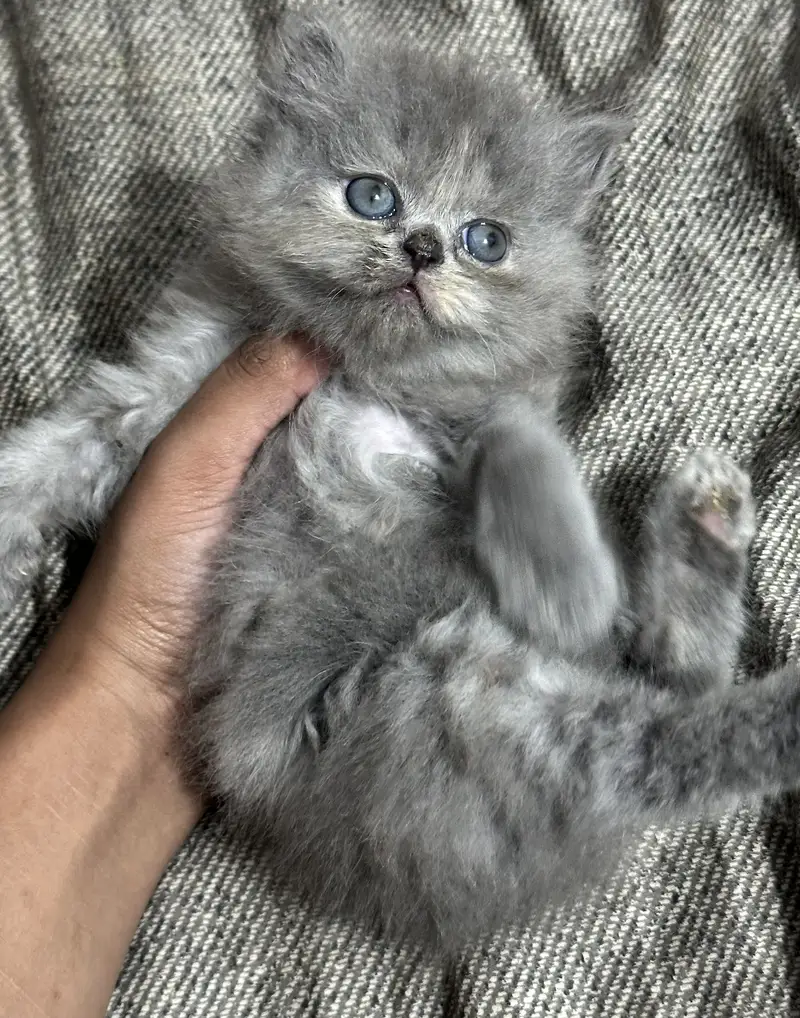 Persian Female Kittens for Sale – Lahore | Healthy & Playful