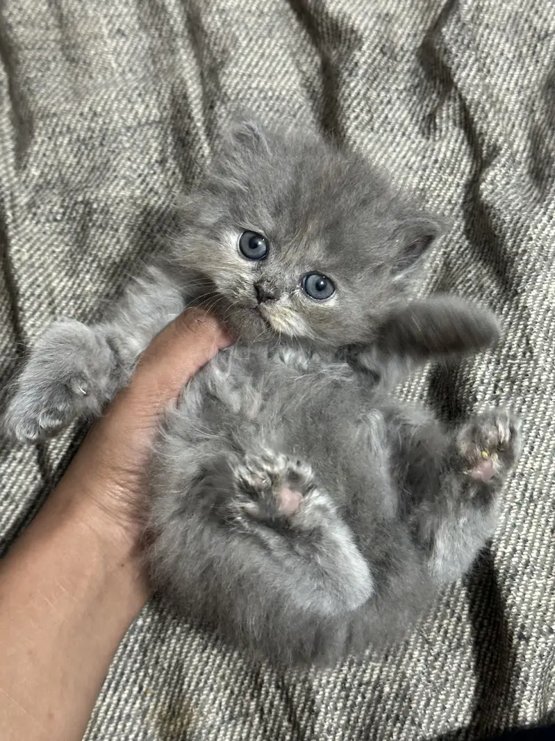 Persian Female Kittens for Sale – Lahore | Healthy & Playful — photo 2