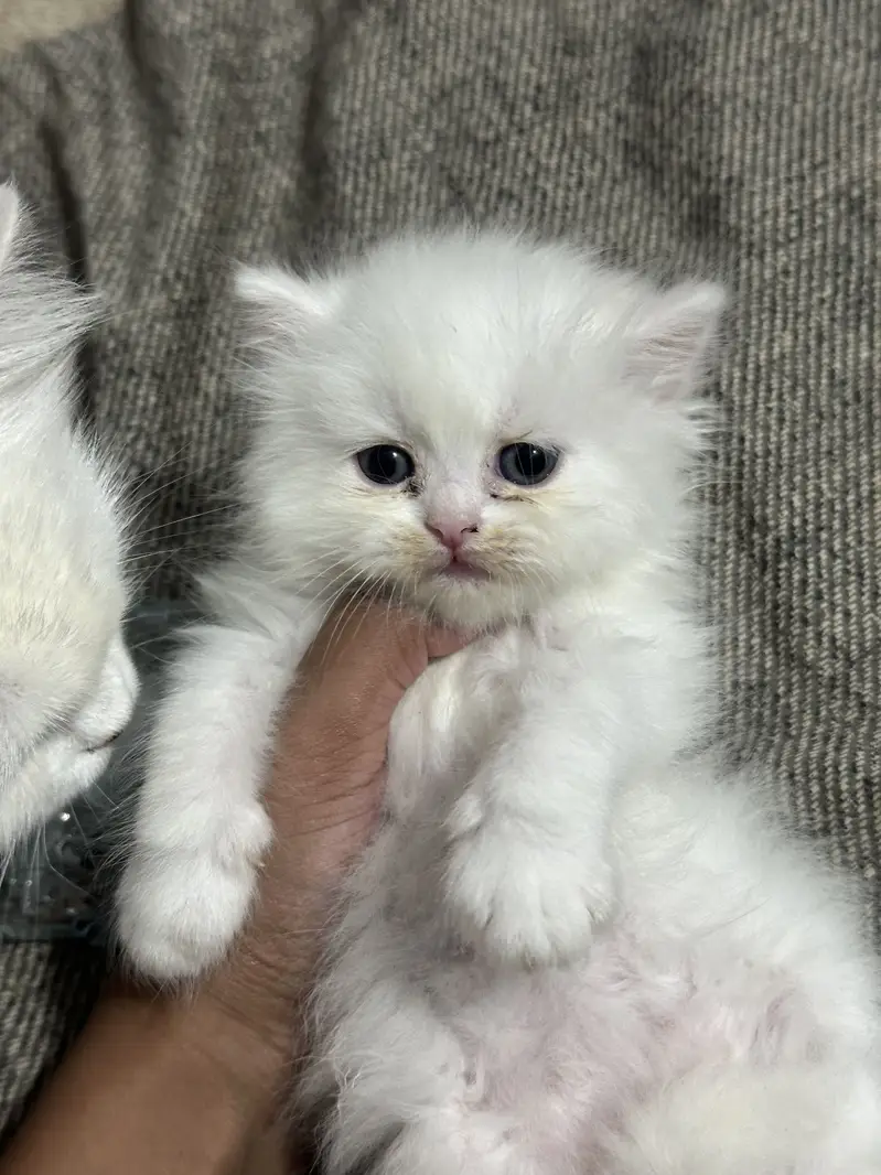 Persian Female Kittens for Sale – Lahore | Healthy & Playful — photo 4