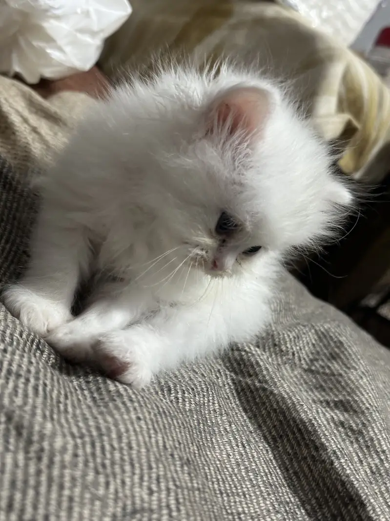 Persian Female Kittens for Sale – Lahore | Healthy & Playful — photo 6