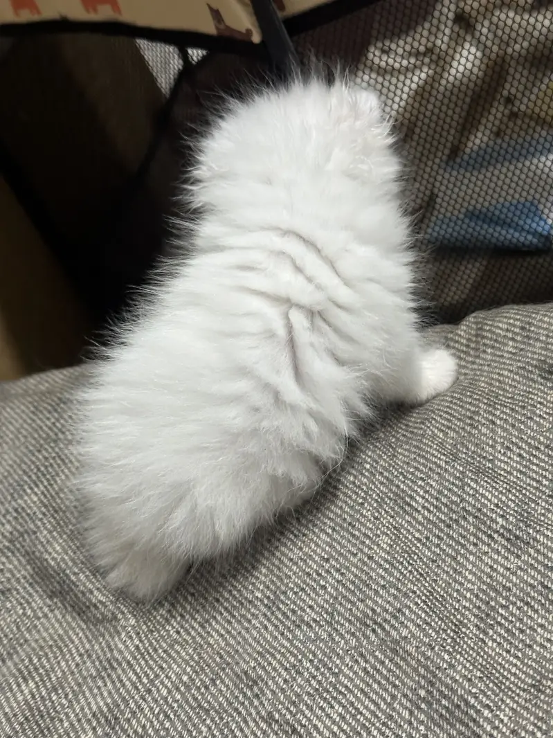 Persian Female Kittens for Sale – Lahore | Healthy & Playful — photo 7