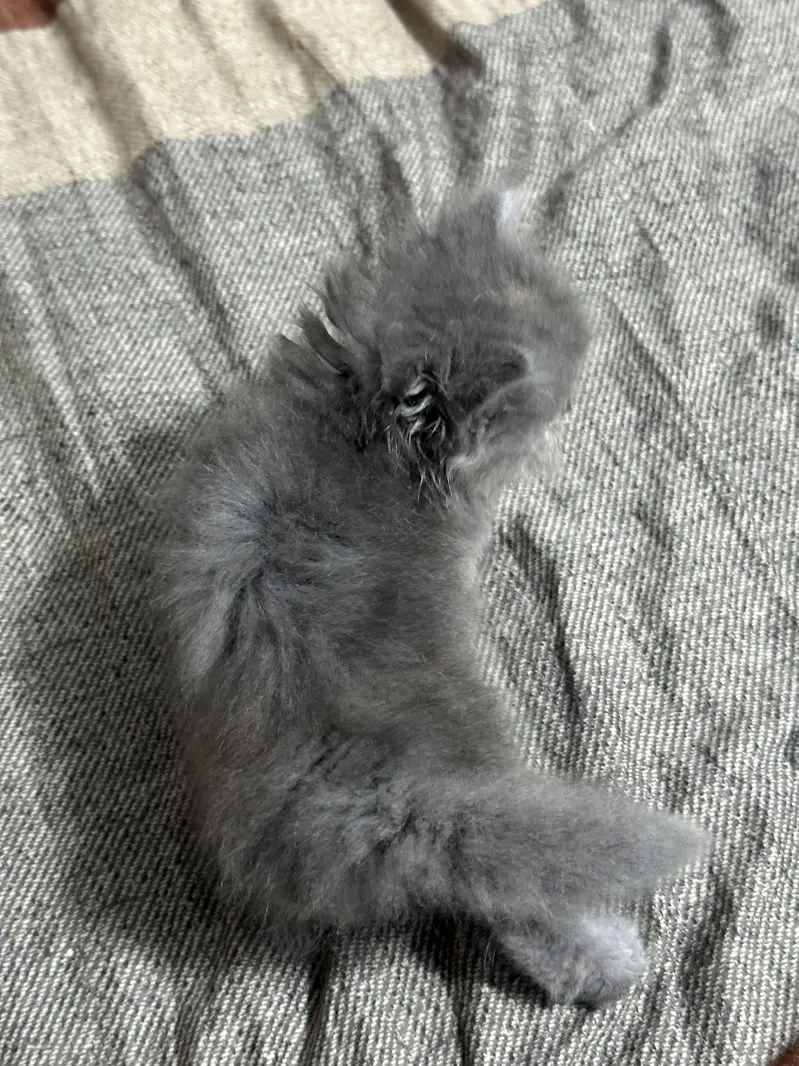 Persian Female Kittens for Sale – Lahore | Healthy & Playful — photo 8