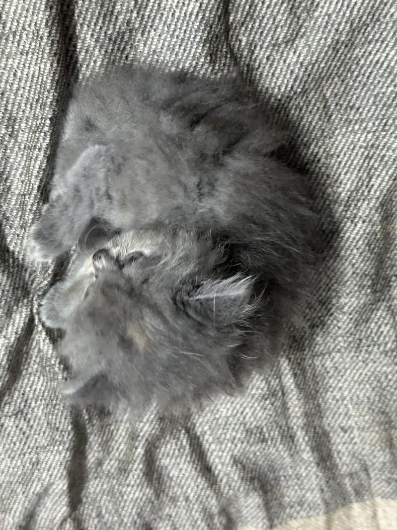 Persian Female Kittens for Sale – Lahore | Healthy & Playful — photo 9