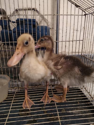 2 Ducks Pair With Cage