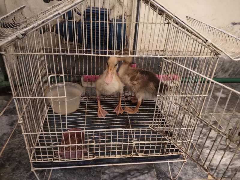 2 Baby Ducks Pair (Male & Female) 1