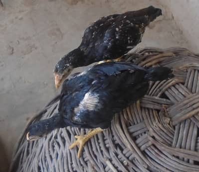Purel Breed Desi Chicken