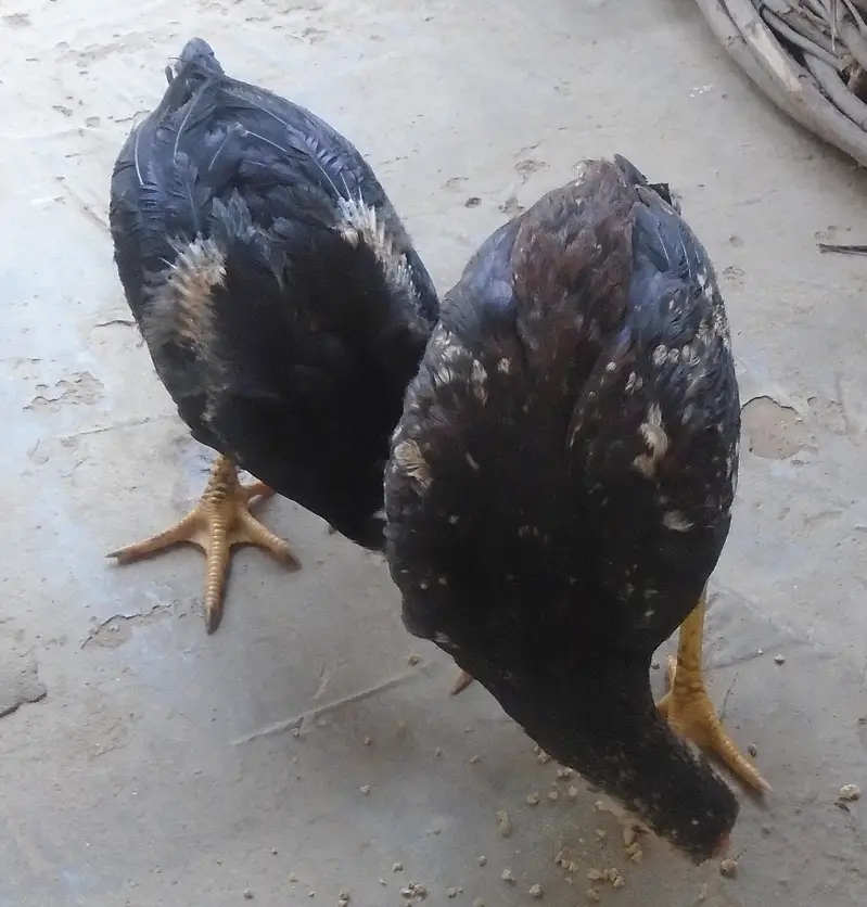 Purel Breed Desi Chicken — photo 2