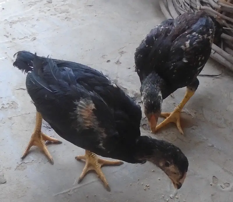 Purel Breed Desi Chicken — photo 3