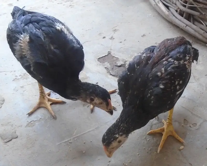 Purel Breed Desi Chicken — photo 4