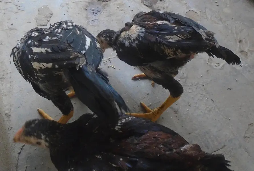 Purel Breed Desi Chicken — photo 5