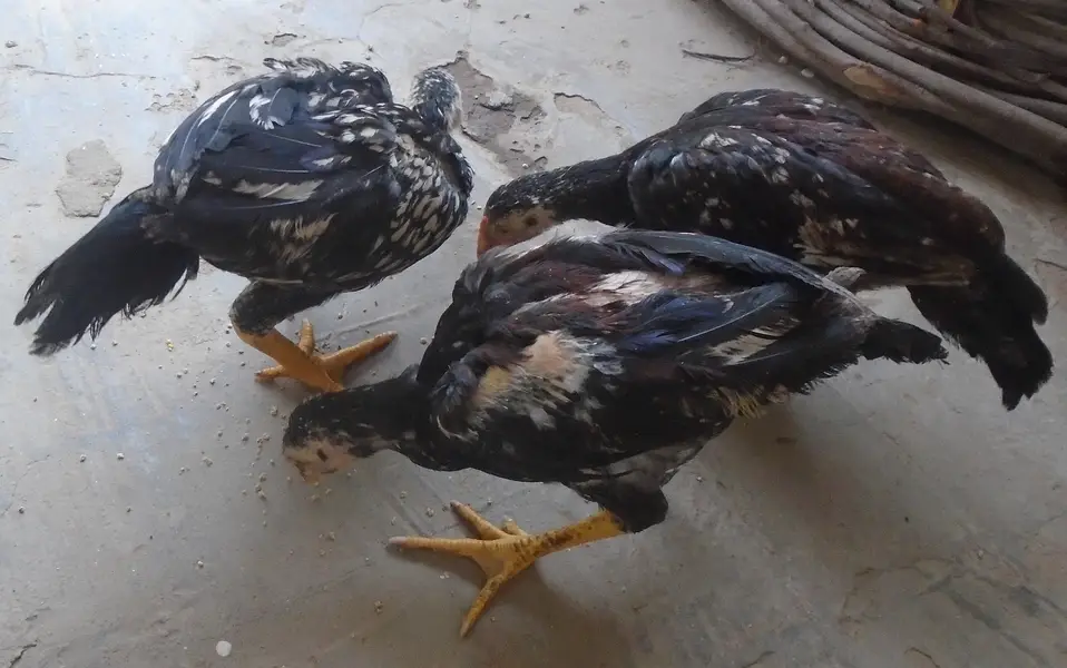 Purel Breed Desi Chicken — photo 6