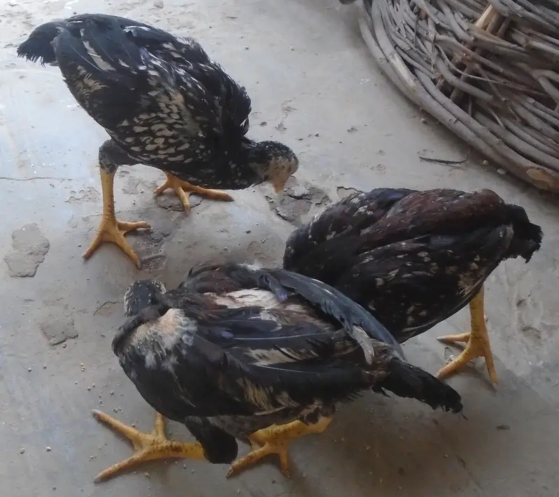 Purel Breed Desi Chicken — photo 7