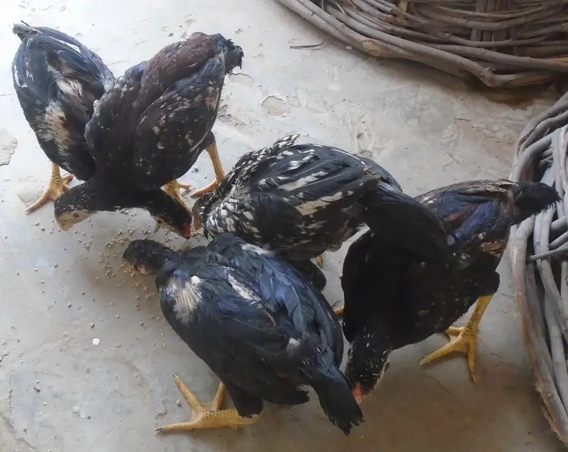 Purel Breed Desi Chicken — photo 8