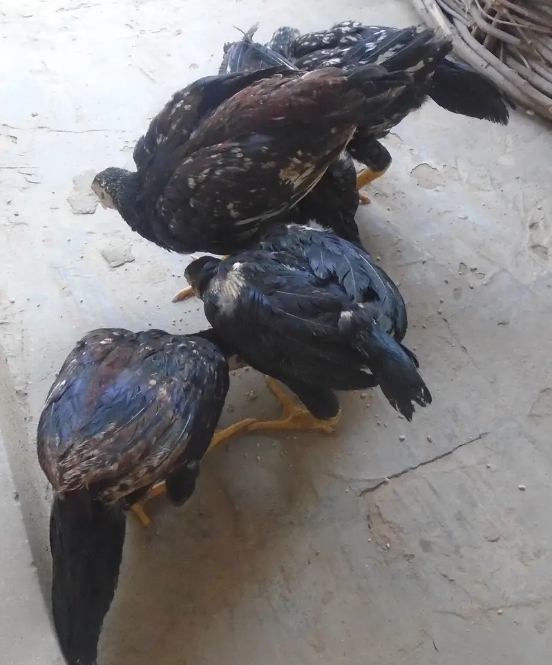 Purel Breed Desi Chicken — photo 9