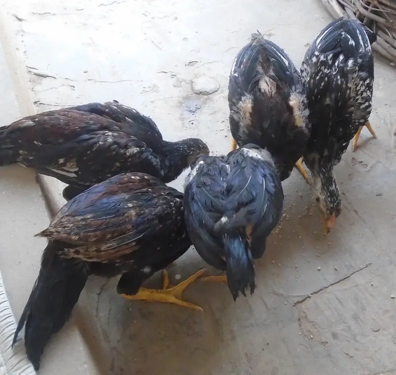 Purel Breed Desi Chicken — photo 10